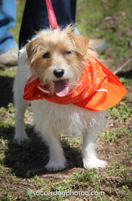 Former GA JRT rescue Cooper doing what she does best: Dressing up, being cute and giving kisses.