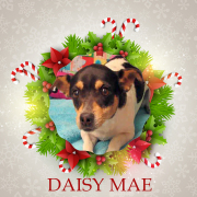 Daisy Mae