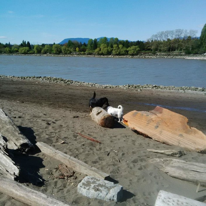 She was never a fan of other dogs ... funny how the beach and a lot of devoted TLC can change everything ...