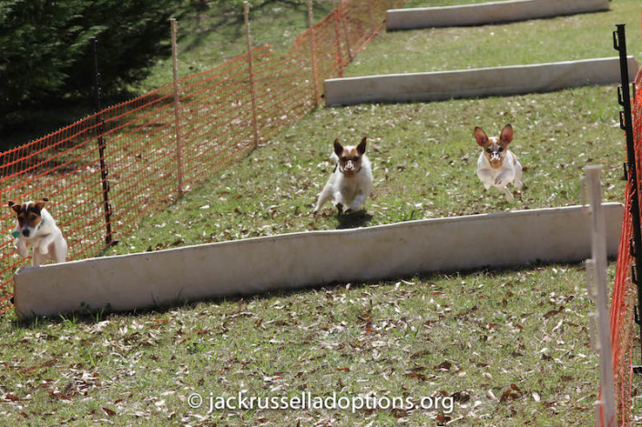 Kennedy's sister Belle (right) excelled at everything she tried yesterday! Diamond (middle) tried to catch up with her and Max, but she spent too much time trying to figure out how to get AROUND the first hurdle.