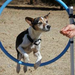 Dixie learning agility