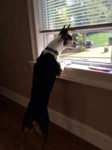 Dixie loving the window life!