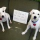Dixie and Scruffy