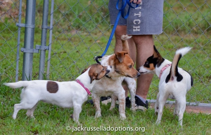 Lilly, Duke, Renny