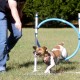 Duffy learning agility