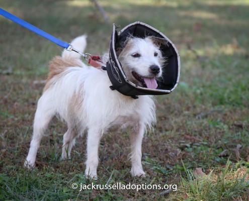 Elanor in cone of shame