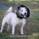 Elanor in cone of shame