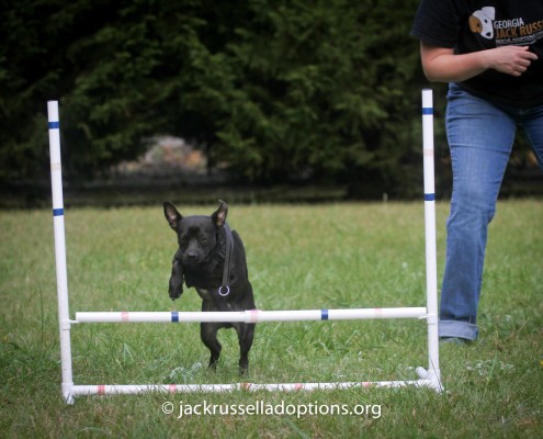 Pepper the Chihuahua learning agility