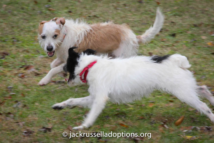 Joey and Nubbin Playing