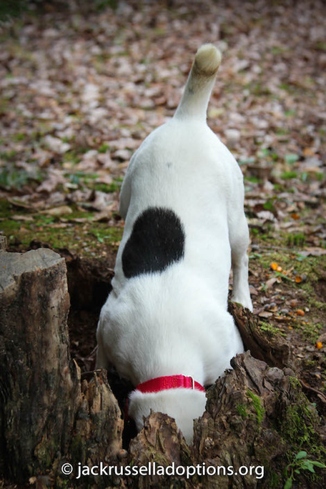 Killian digging