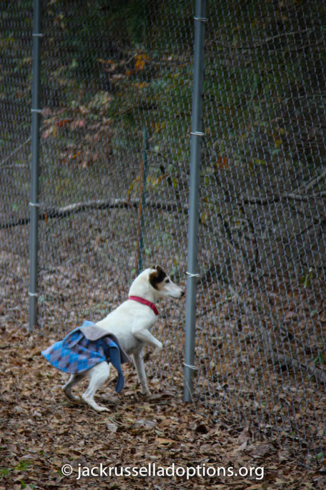 Missy hunting squirrels