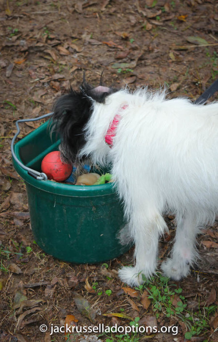 Nubbin finds toys