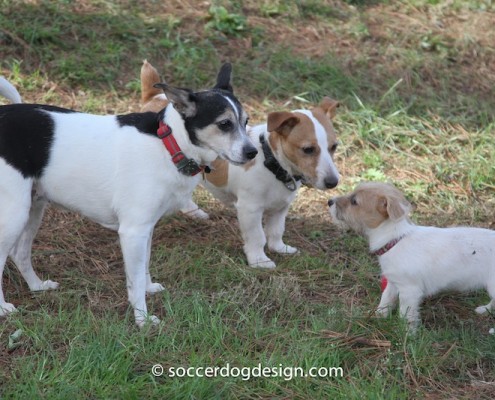 Fancy, Brodie and Cooper