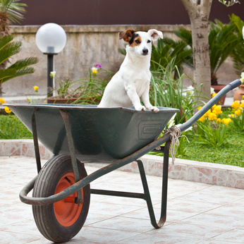 Jack helping out in the garden