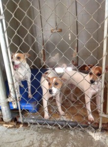 The Girls at the Kill Shelter