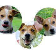 Gracie and the Babies