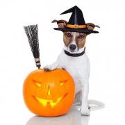 Halloween Pet Costume Photo Contest