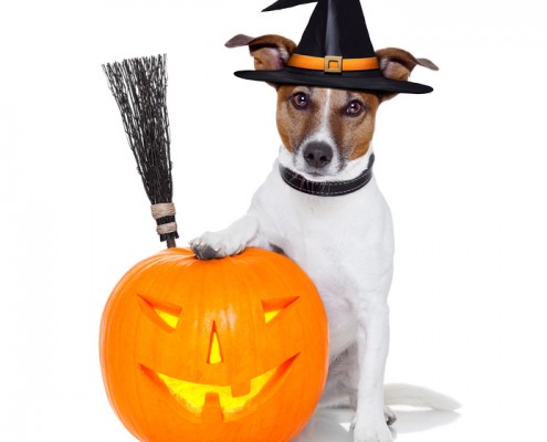 Halloween Pet Costume Photo Contest