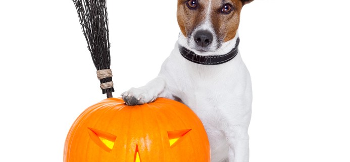Halloween Pet Costume Photo Contest