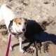 Hannah at the Beach