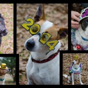 Happy New Year from Georgia Jack Russell Rescue!
