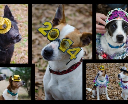 Happy New Year from Georgia Jack Russell Rescue!
