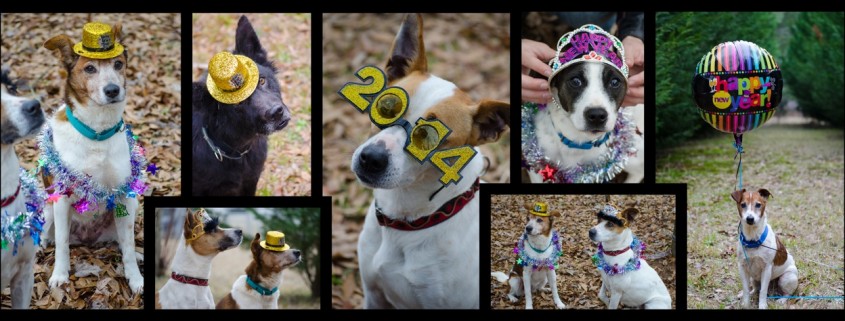 Happy New Year from Georgia Jack Russell Rescue!