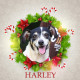 Angel Tree Harley