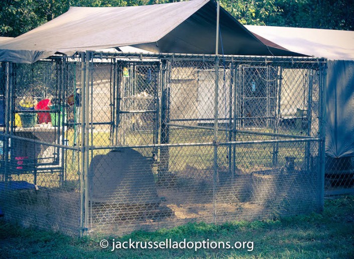 Harry's Kennel