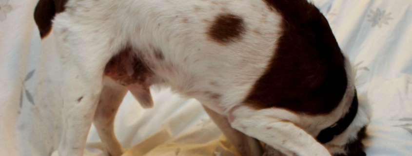 Hartley scratching ears