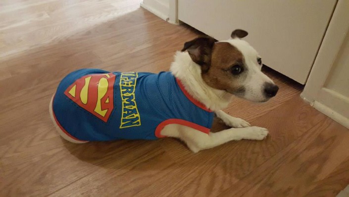 Hunter in Superman sweater