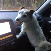 Iggy Cruising with His Family