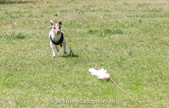 Former GA JRT alumnus Isabella was quite the rock star yesterday. She rocked at the barn hunt classes last year and now she's shown her stuff in racing.