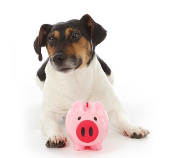 Jack Russell Rescue Donations