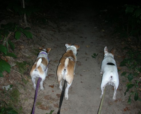 Jack Pack walk