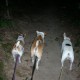 Jack Pack walk