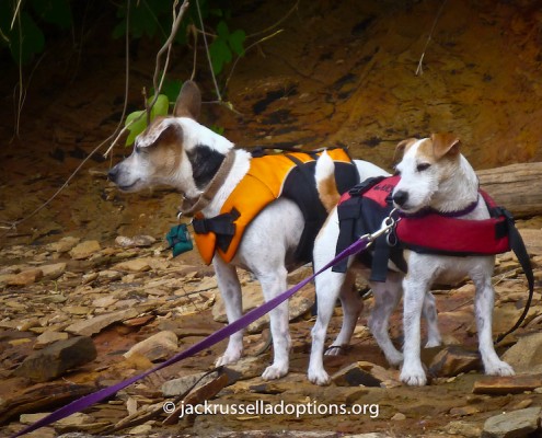 Jackpot and Maxie at Lake Fontana