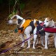 Jackpot and Maxie at Lake Fontana