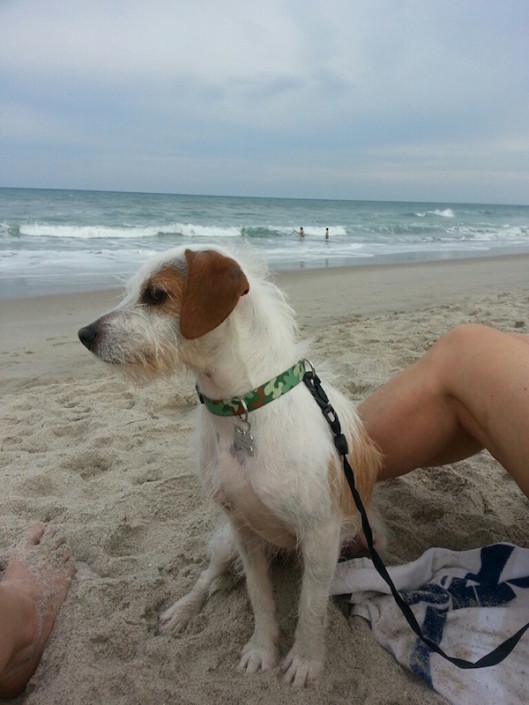 Joey at the beach