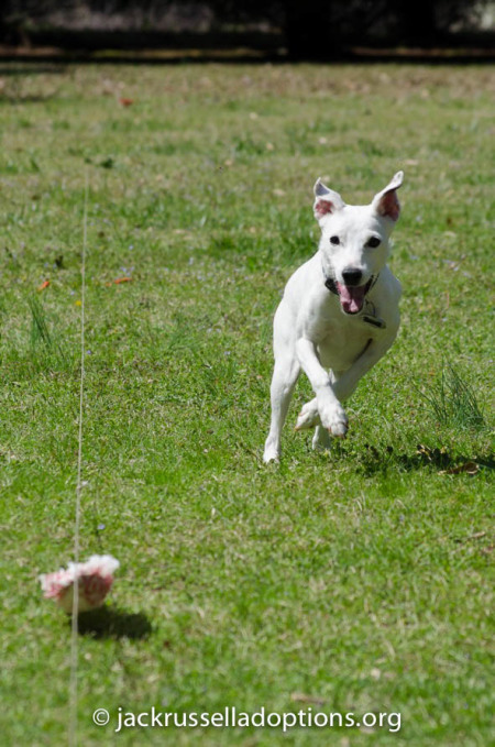 JRT Fun Day – Georgia Jack Russell Rescue