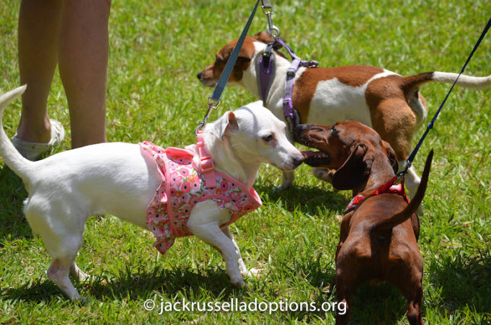 Andi (in pink) came out for the day with her foster family and brother, Boe, to say hello.