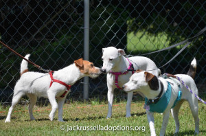 Georgia (middle), former GA JRT rescue puppy Pearl, is all grown up and beautiful!