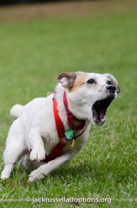 Mavis chasing lure