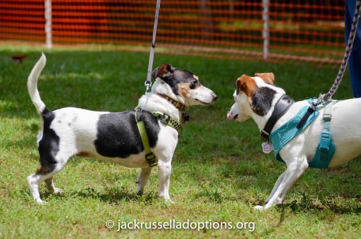 Former GA JRT rescue Pebbles came out with her family to say hello to everyone, including her former foster sister, Isis.