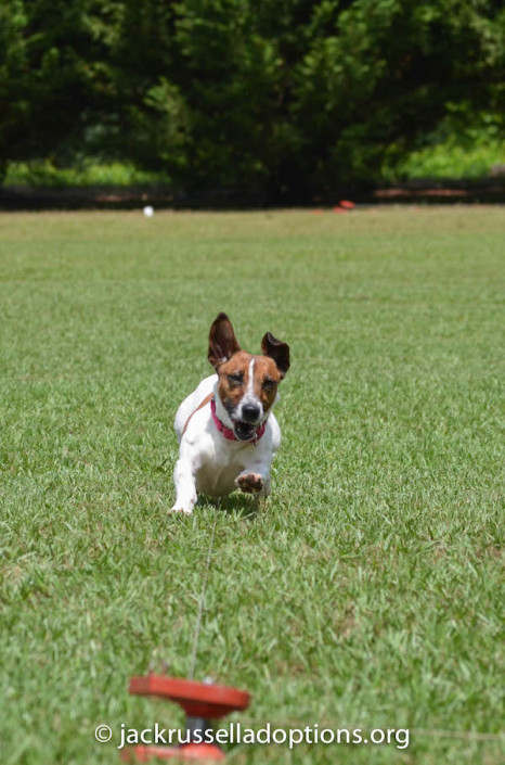 Adoptable Penny, bound and determined to get that lure. Look out!