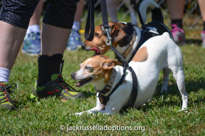 Former GA JRT rescue Pumpkin enjoying the sunshine.