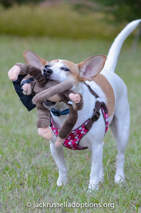 Belle and the Screaming Monkey