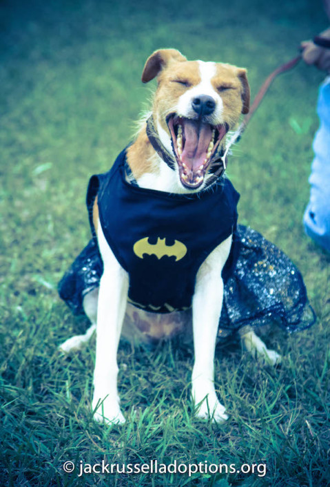 Pippa Batgirl