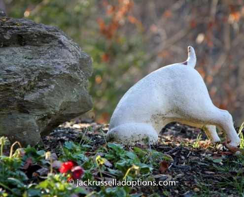 JRT statue at cabin