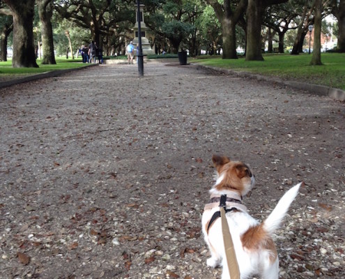 Landon exploring Charleston